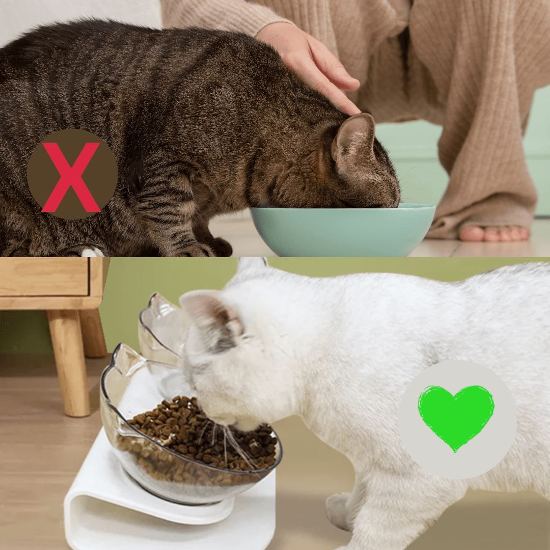 DOCAFIT- Futterstation für Katzen | Gesund und richtige Haltung