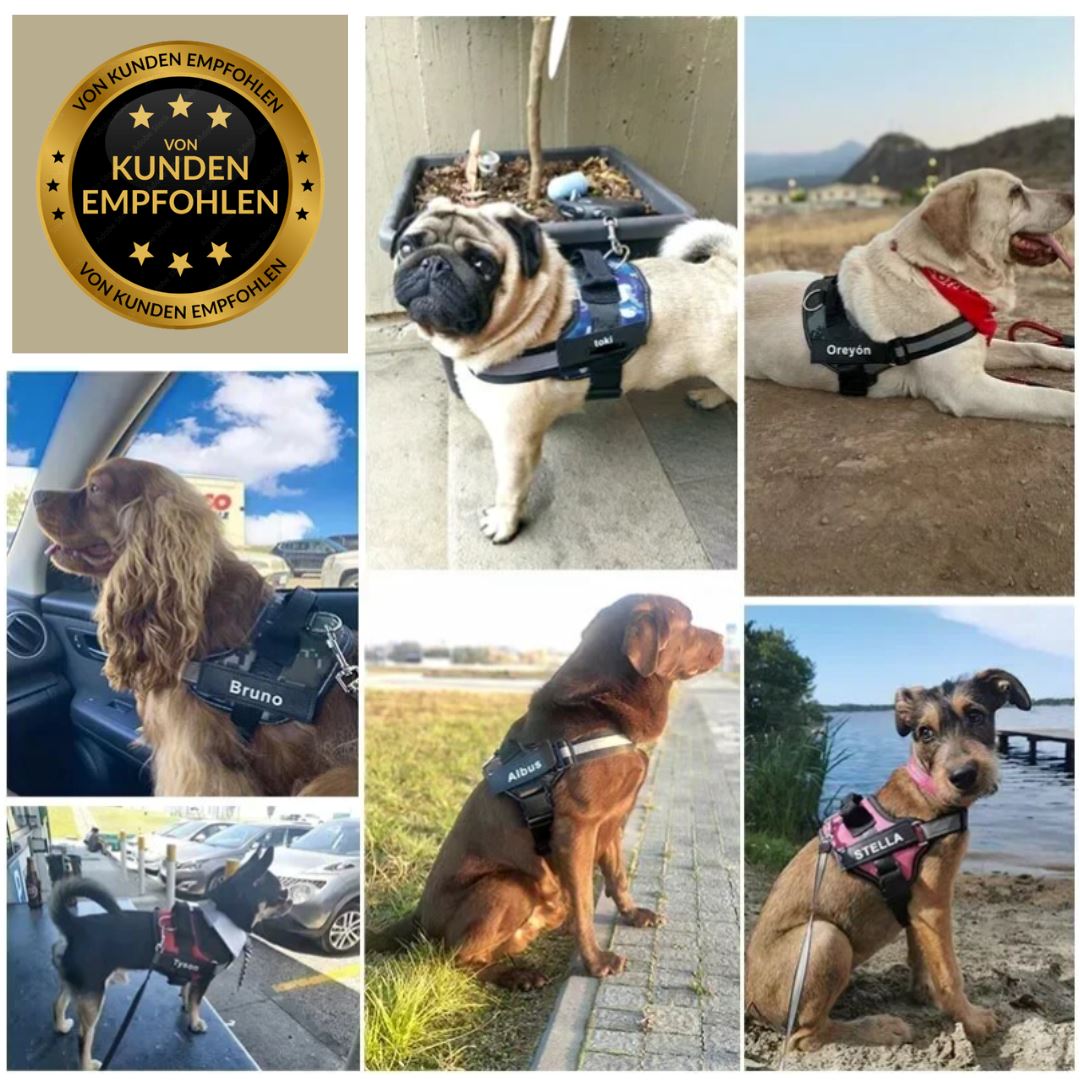 DOCAFIT- Hundegeschirr | Atmungsaktiv, individuel einstellbar, bester Komfort + absolute Sicherheit!